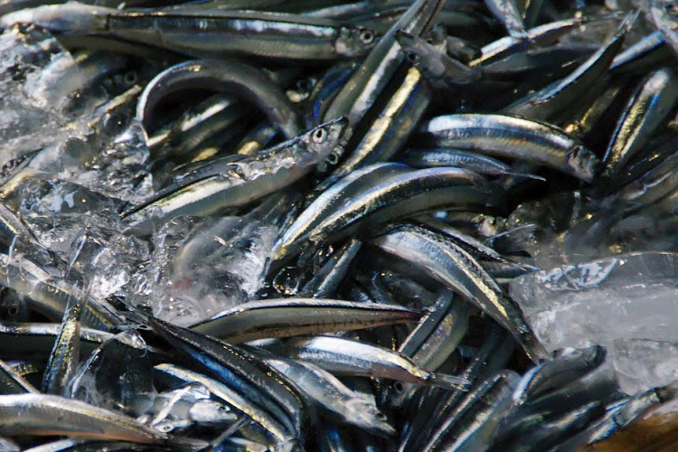 Banded blue sprat