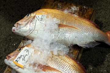 Red sea bream