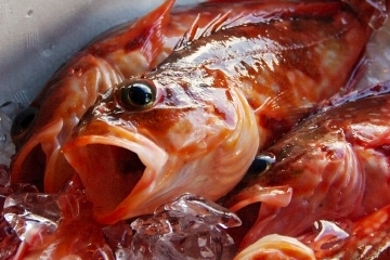 Rockfish(Marbled rockfish)