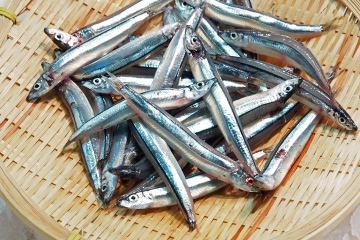 Banded blue sprat