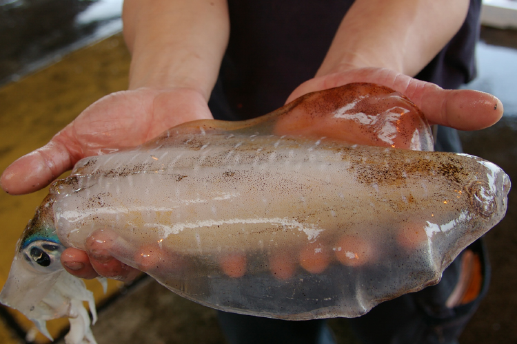 Bigfin reef squid(Oval squid)