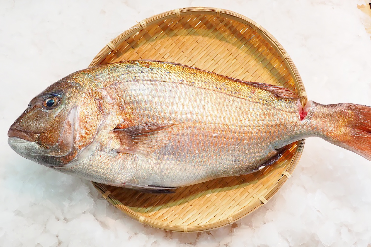 Red sea bream