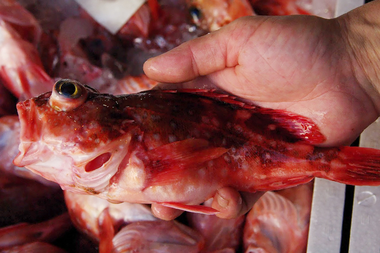 Rockfish(Marbled rockfish)