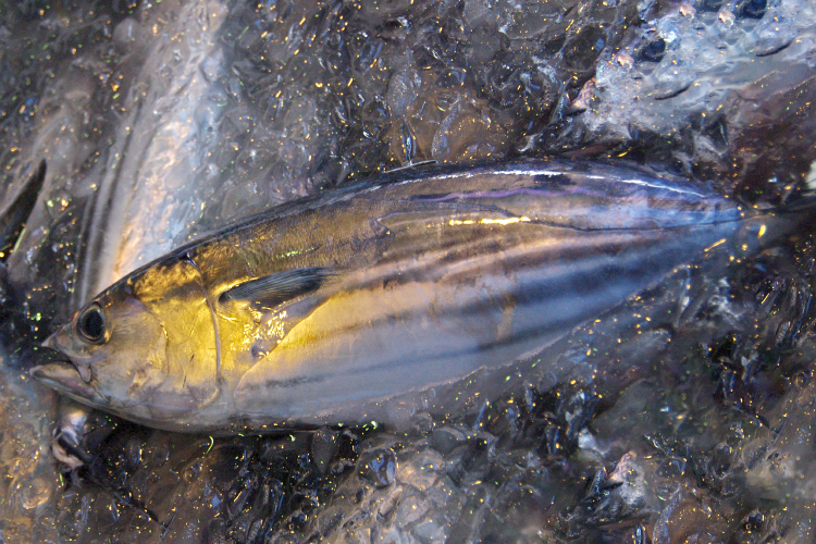 Bonito(Skipjack)