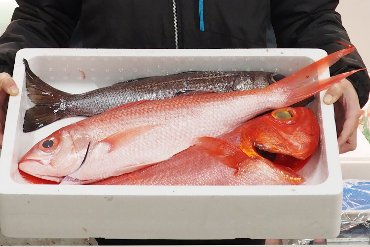 Ruby snapper(Longtailed red snapper)