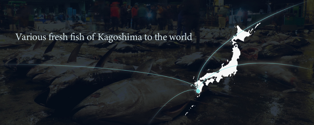 Various fresh fish of kagoshima to the world