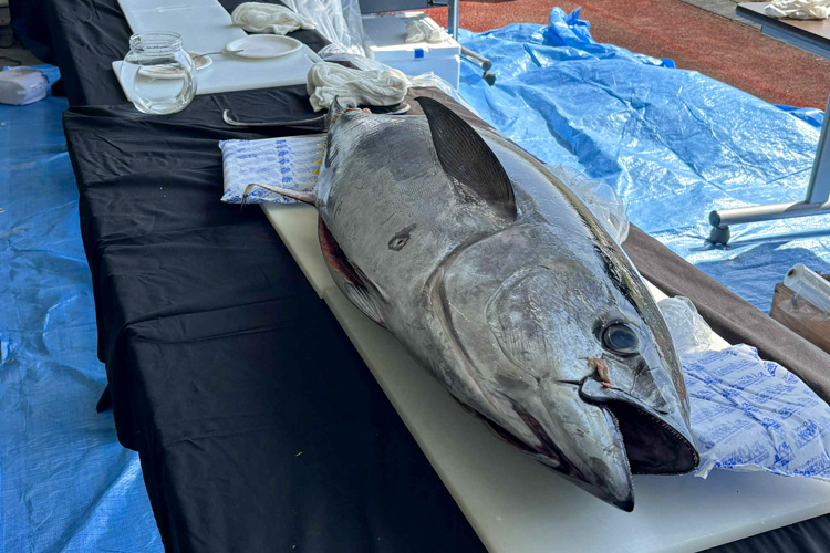 マグロ解体ショーの様子10